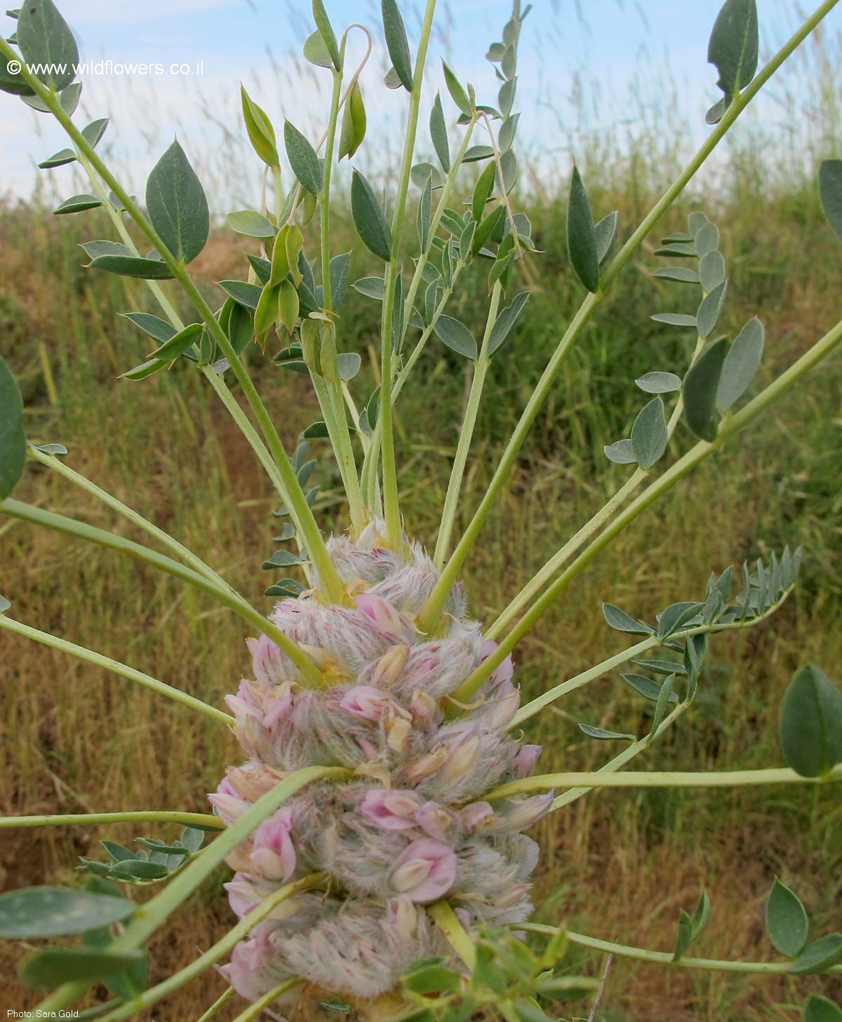 Astragalus deinacanthus